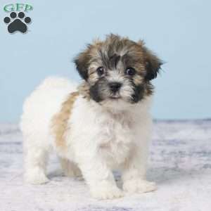 Cynthia, Teddy Bear Puppy